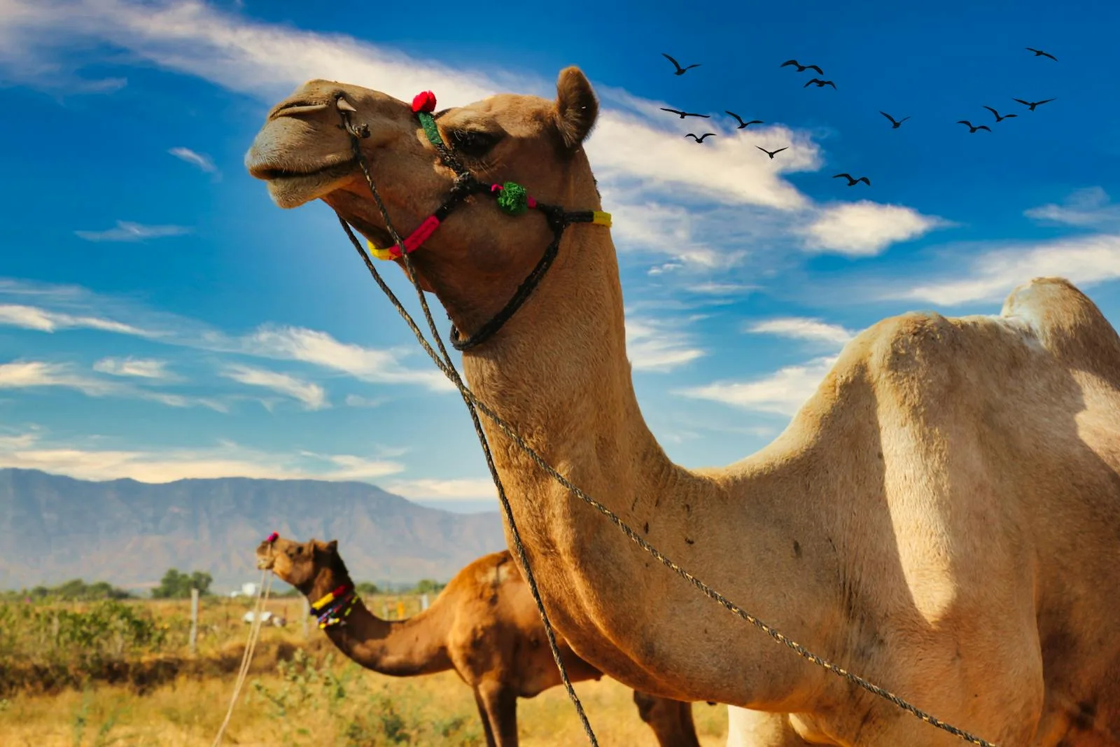 Jili Charge Buffalo at HATV — 96.50% RTP, the Super Ace cousin Filipino players bench between Boxing King and Mega Ace